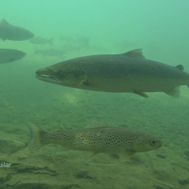 SOBRANTES DE SALMON TEMPORADA 2025 ASTURIAS