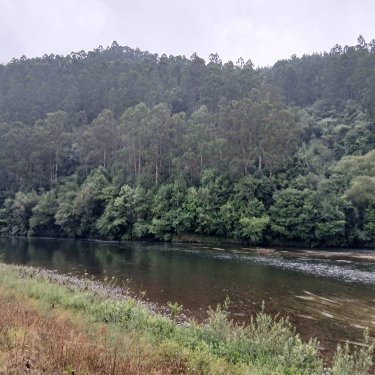 PARTE SALMONERO 61/69    VIERNES 04/07/2025