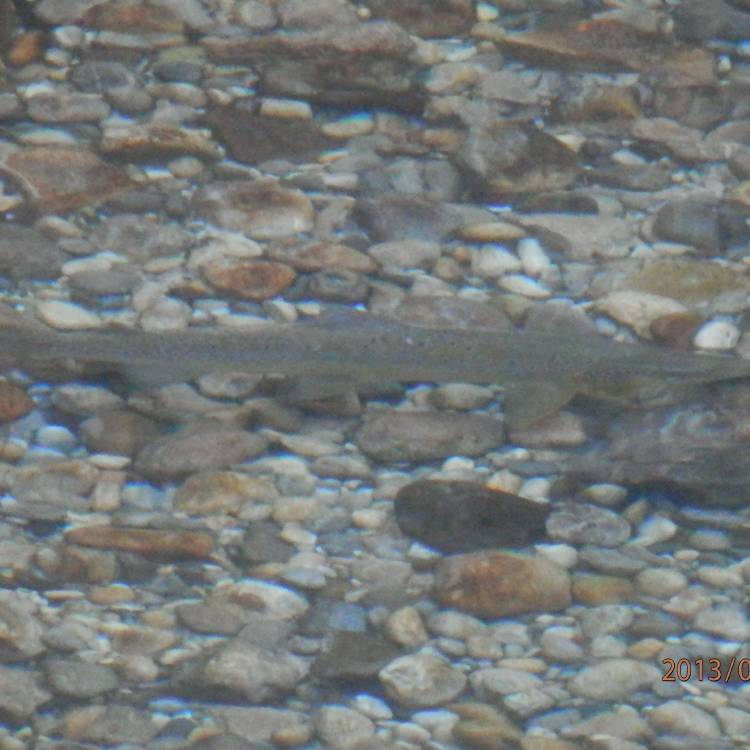 PARTE SALMONERO 21 ABRIL 2026