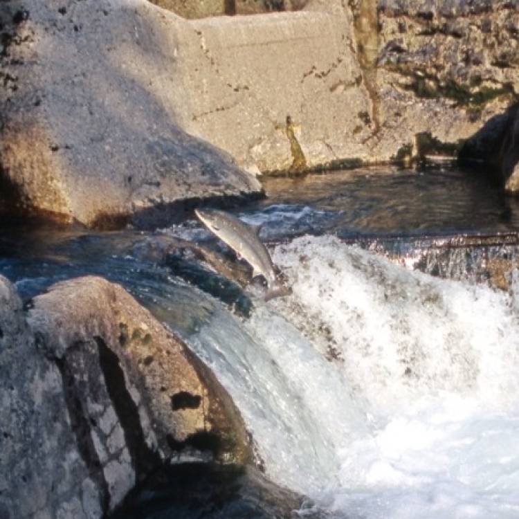 PARTE SALMONERO 28 DE ABRIL DE 2026