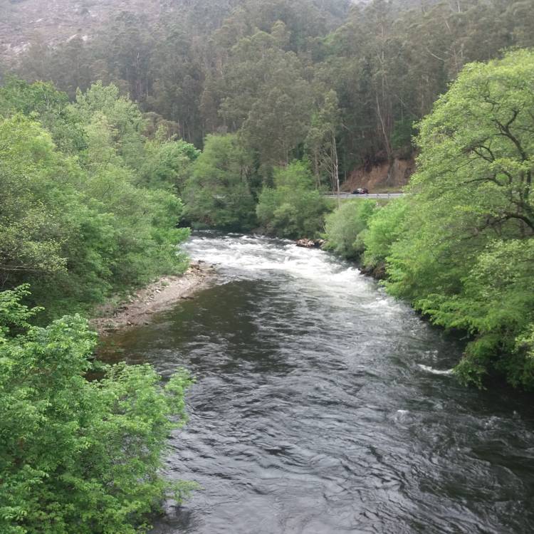 PARTE SALMONERO 29 DE ABRIL DE 2026