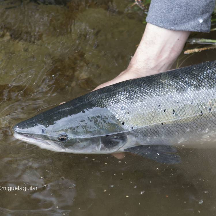 PARTE SALMONERO 3 Y 5 DE MAYO